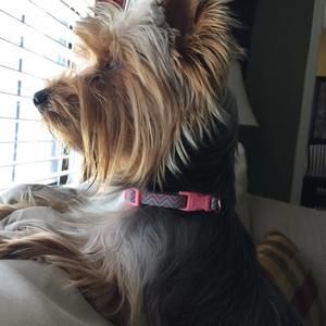 Meet your Posher, Dwight